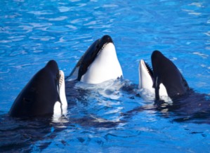 Seaworld San Diego Südkalifornien